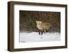 Red Fox-Joe McDonald-Framed Photographic Print