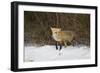 Red Fox-Joe McDonald-Framed Photographic Print