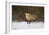 Red Fox-Joe McDonald-Framed Photographic Print