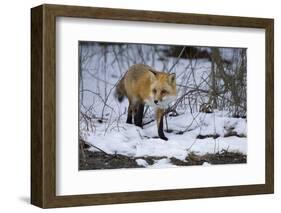 Red Fox-Joe McDonald-Framed Photographic Print