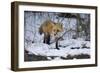 Red Fox-Joe McDonald-Framed Photographic Print