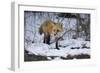 Red Fox-Joe McDonald-Framed Photographic Print