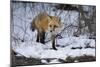 Red Fox-Joe McDonald-Mounted Photographic Print