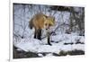 Red Fox-Joe McDonald-Framed Photographic Print