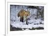 Red Fox-Joe McDonald-Framed Photographic Print