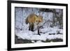 Red Fox-Joe McDonald-Framed Photographic Print