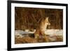 Red Fox-Joe McDonald-Framed Photographic Print