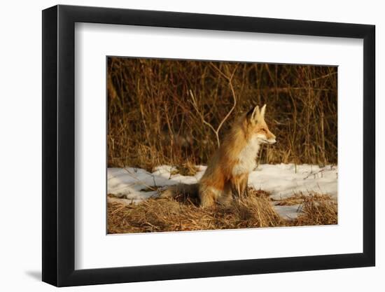 Red Fox-Joe McDonald-Framed Photographic Print