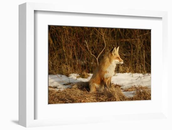 Red Fox-Joe McDonald-Framed Photographic Print