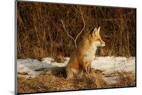 Red Fox-Joe McDonald-Mounted Photographic Print