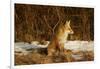 Red Fox-Joe McDonald-Framed Photographic Print