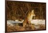 Red Fox-Joe McDonald-Framed Photographic Print