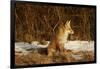 Red Fox-Joe McDonald-Framed Photographic Print