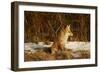 Red Fox-Joe McDonald-Framed Photographic Print