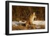 Red Fox-Joe McDonald-Framed Photographic Print