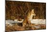 Red Fox-Joe McDonald-Mounted Photographic Print