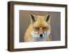 Red Fox-michaelmill-Framed Photographic Print