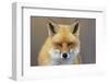 Red Fox-michaelmill-Framed Photographic Print
