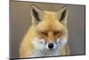 Red Fox-michaelmill-Mounted Photographic Print