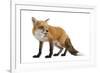 Red Fox-Life on White-Framed Photographic Print