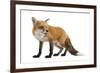 Red Fox-Life on White-Framed Photographic Print