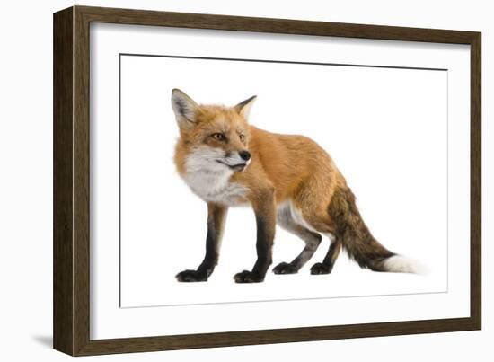 Red Fox-Life on White-Framed Photographic Print