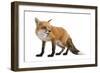 Red Fox-Life on White-Framed Photographic Print