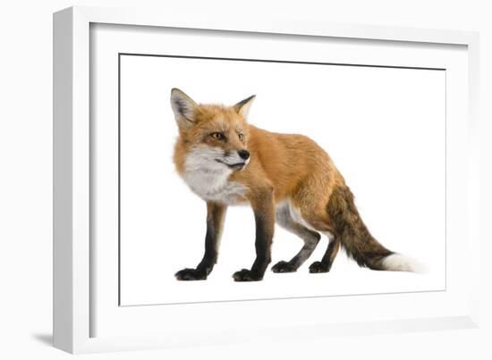 Red Fox-Life on White-Framed Photographic Print