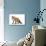 Red Fox-Life on White-Photographic Print displayed on a wall