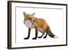 Red Fox-Life on White-Framed Photographic Print