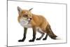 Red Fox-Life on White-Mounted Photographic Print