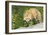 Red Fox-null-Framed Photographic Print