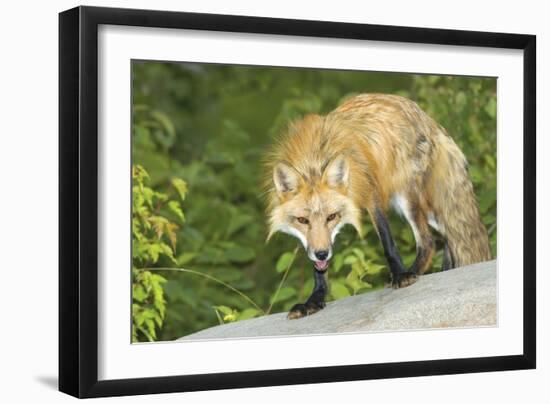 Red Fox-null-Framed Photographic Print