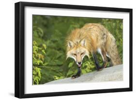 Red Fox-null-Framed Photographic Print