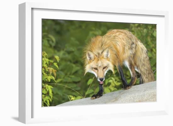 Red Fox-null-Framed Photographic Print