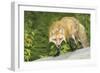 Red Fox-null-Framed Photographic Print