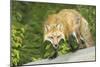 Red Fox-null-Mounted Photographic Print