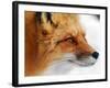 Red Fox-Alain Turgeon-Framed Photographic Print