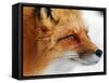 Red Fox-Alain Turgeon-Framed Stretched Canvas