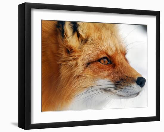 Red Fox-Alain Turgeon-Framed Photographic Print