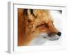 Red Fox-Alain Turgeon-Framed Photographic Print