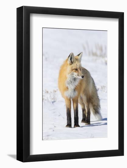 Red Fox-Ken Archer-Framed Photographic Print