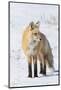 Red Fox-Ken Archer-Mounted Photographic Print