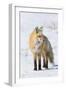 Red Fox-Ken Archer-Framed Photographic Print