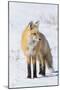 Red Fox-Ken Archer-Mounted Photographic Print