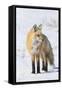 Red Fox-Ken Archer-Framed Stretched Canvas