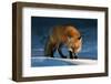 Red Fox-Susan Breau-Framed Photographic Print