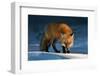 Red Fox-Susan Breau-Framed Photographic Print