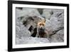 Red Fox-Reiner Bernhardt-Framed Photographic Print