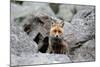 Red Fox-Reiner Bernhardt-Mounted Photographic Print